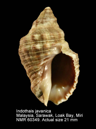 Indothais javanica.jpg - Indothais javanica(Philippi,1848)